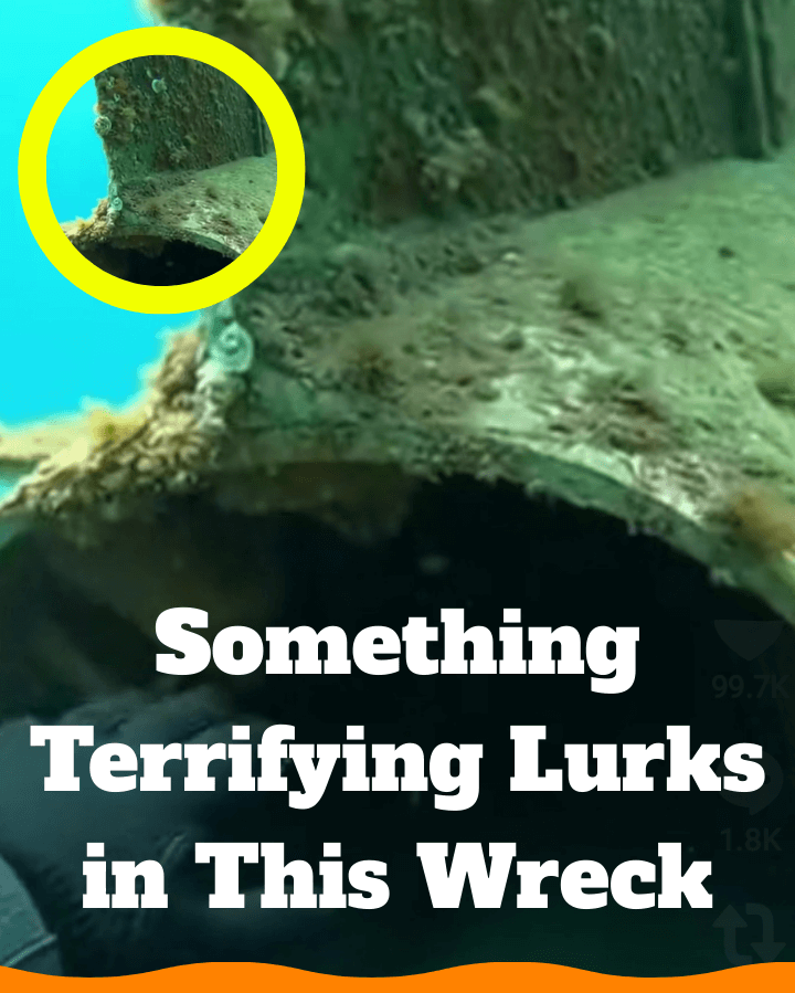 Diver’s Calm Dive Turns Terrifying Near Underwater Wreck