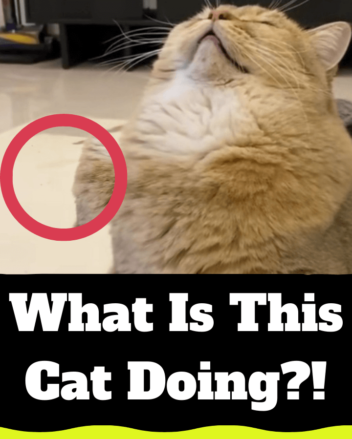 This Cat’s Behavior Will Make You Do a Double Take