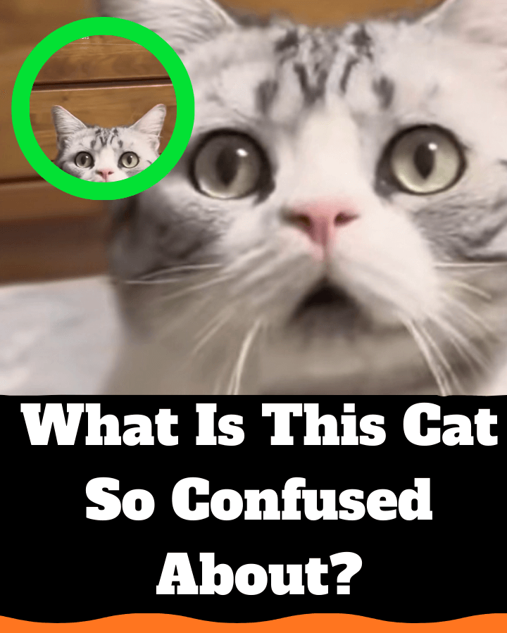 This Cat’s Confused Face Will Make You Laugh