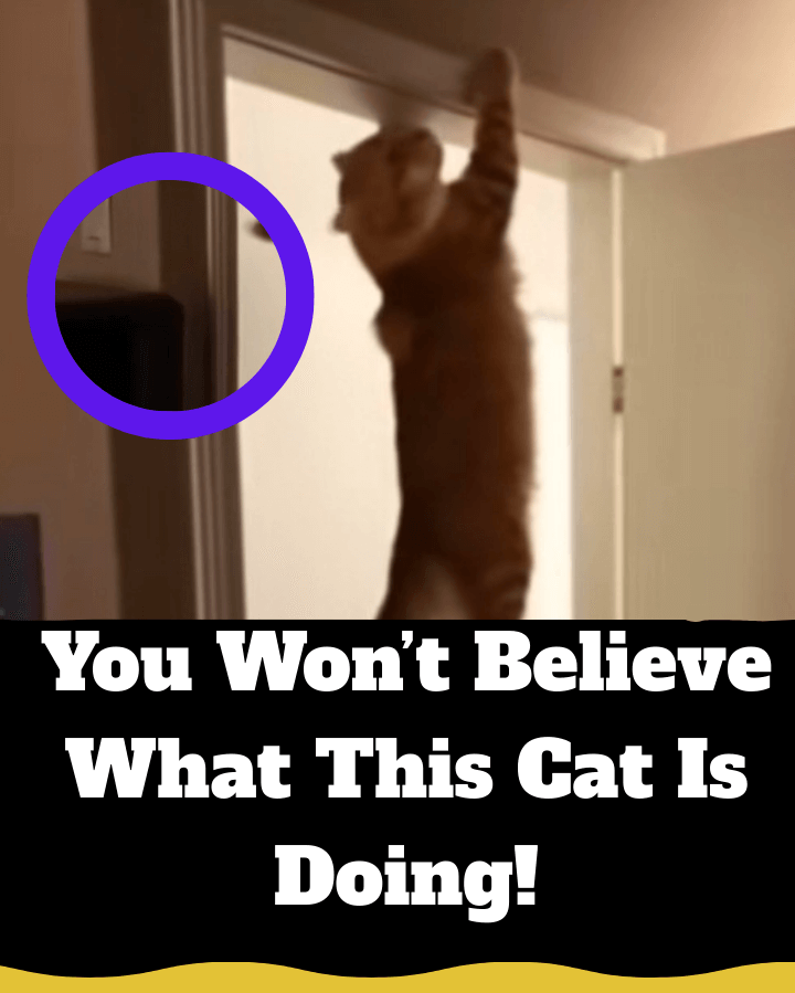 This Cat’s Sneaky Antics Will Make You Laugh