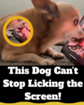 This Dog’s Reaction to a Screen Will Make You Laugh