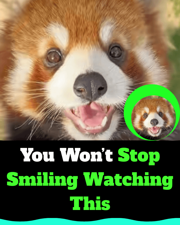 This Red Panda’s Daily Life Is the Cutest Thing Online Today
