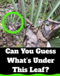 What’s Hiding Under This Leaf Will Surprise You
