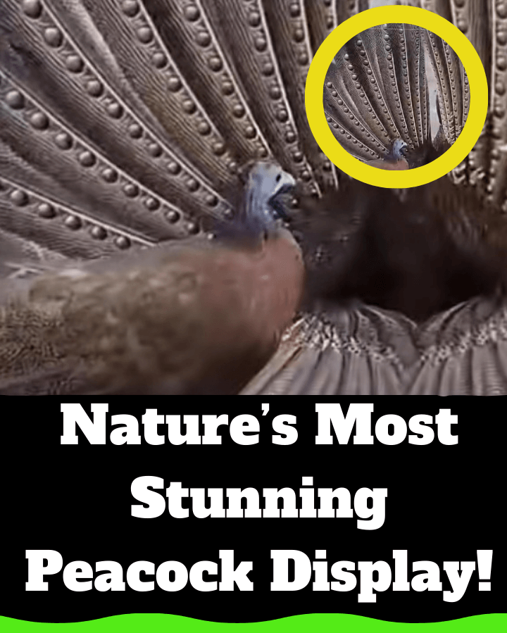 You Won’t Believe What This Peacock Shows Off