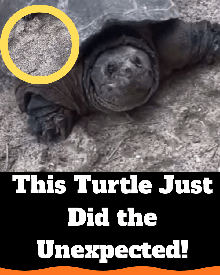 You Won’t Believe What This Turtle Did Next